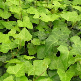 hedera helix trustee