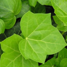 hedera helix vert clair
