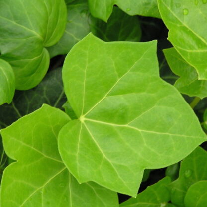 hedera helix vert clair