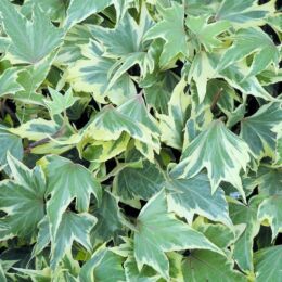 hedera helix yellow ripple