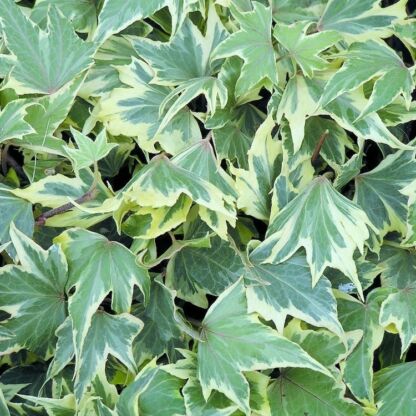 hedera helix yellow ripple
