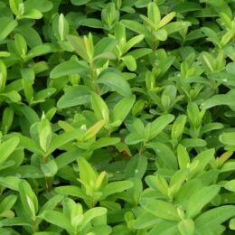 hypericum calycinum