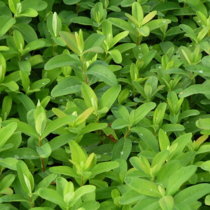 hypericum calycinum