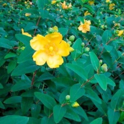 hypericum hidcote
