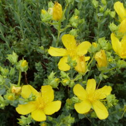 hypericum olympicum