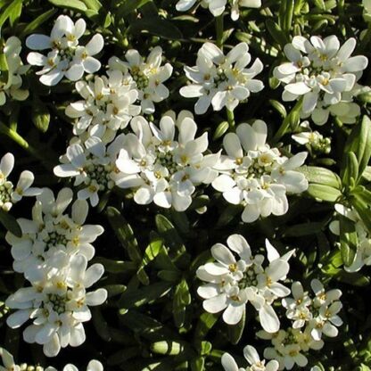 iberis sempervirens snowflake