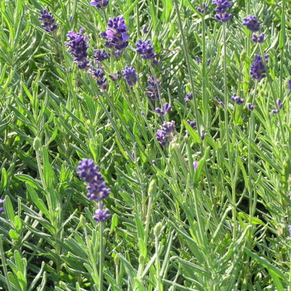 lavande angustifolia dwarf blue