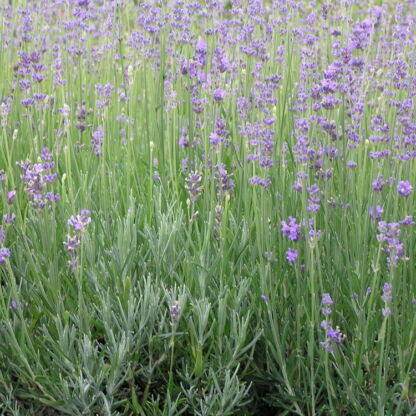 lavandula dutch lavander