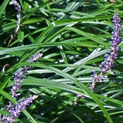 liriope muscari big blue