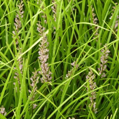 liriope spicata