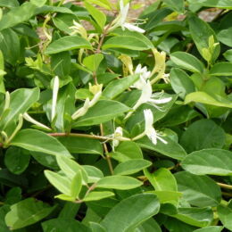lonicera acuminata darts world