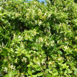 lonicera japonica hall prolific