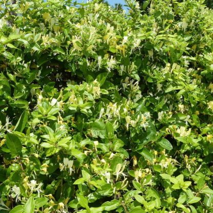 lonicera japonica hall prolific