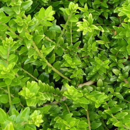 lonicera nitida maigrum