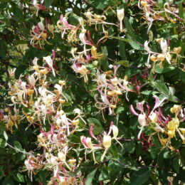 lonicera peryclenum serrotina