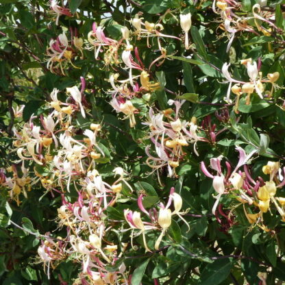 lonicera peryclenum serrotina