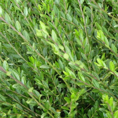 lonicera pileata