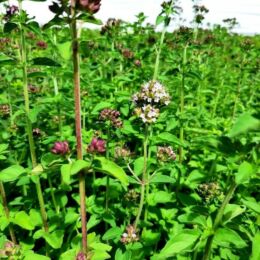 origanum vulgare