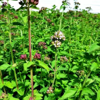 origanum vulgare