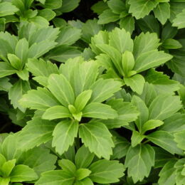 pachysandra terminalis