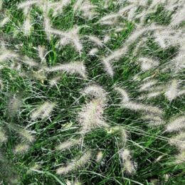 pennistetum alopecuroides hameln