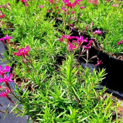 phlox scarlet flame