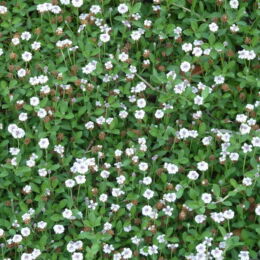phyla canescens