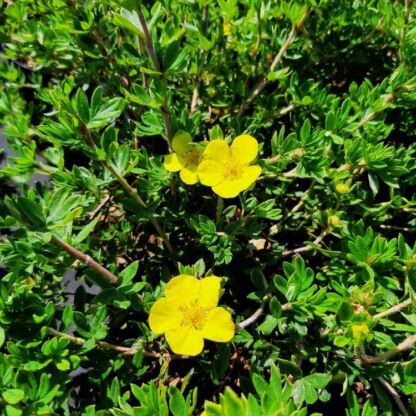 potentilla fruticosa arbusculea