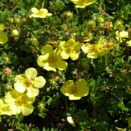 potentilla fruticosa goldfinger