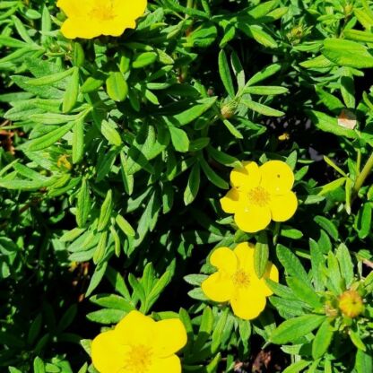 potentilla fruticosa jackman