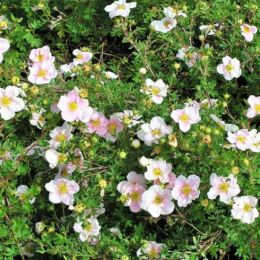 potentilla fruticosa pink new down