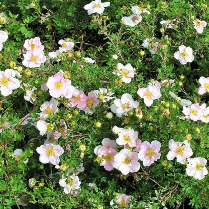 potentilla fruticosa pink new down