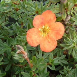 potentilla fruticosa red ace