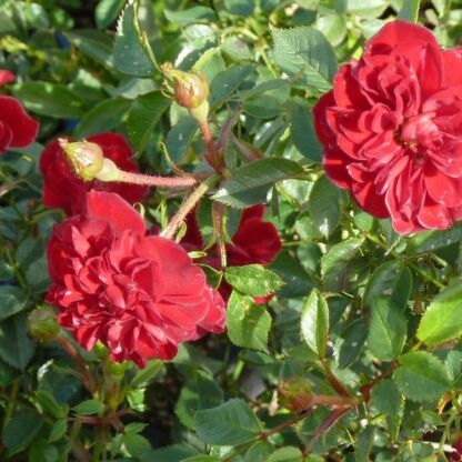 rosa the fairy pourpre