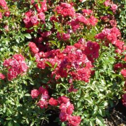 rosa the fairy red
