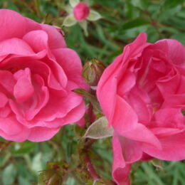 rosa the fairy root