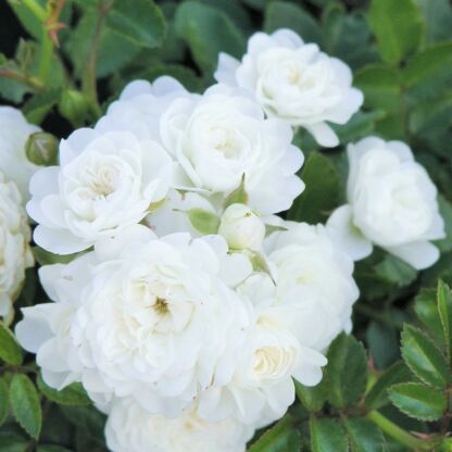 rosa the fairy sea foam