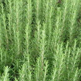 rosmarinus officinalis