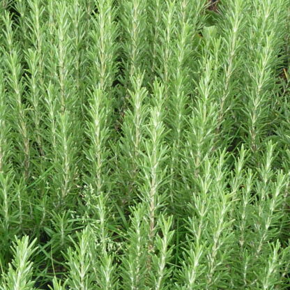 rosmarinus officinalis