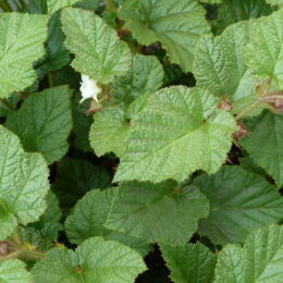 rubus tricolor