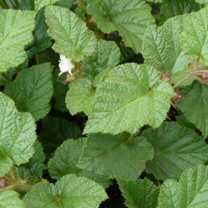rubus tricolor