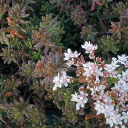 sedum album murale