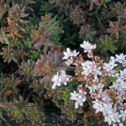 sedum album murale