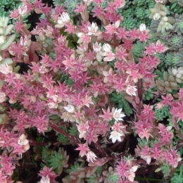sedum neuvii silver frost