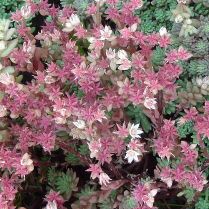 sedum neuvii silver frost