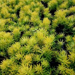 sedum sediforme gold