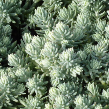 sedum sediforme silver