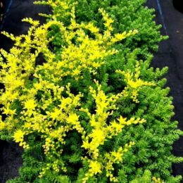 sedum sexangular