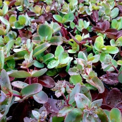 sedum xenox
