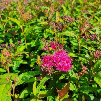 spirea bulmada anthony waterer